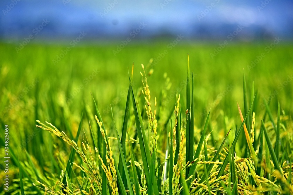 Rice grows abundantly in the Rawa Pening Ambarawa lake area Rice grows abundantly in the Rawa Pening Ambarawa lake area