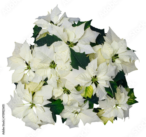 White christmas flower plant, Euphorbia pulcherrima ‘Alaska’, Isolated, cutout, alpha, png, transparent,
