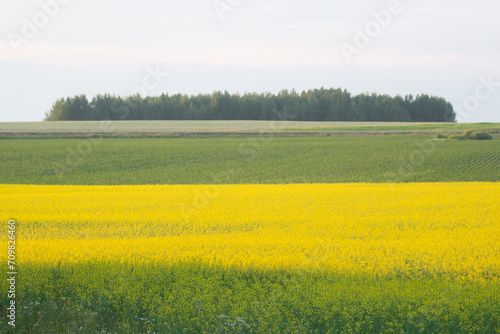 Big yellow field of blooming canola flowers at the farm with a forest in the background