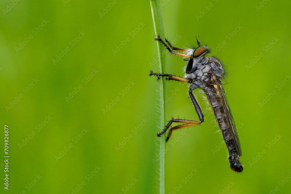 Robber fly sitting on a blade of grass Robber fly sitting on a blade of grass