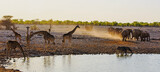 seven giraffe and a herd of elephants and azebra at Okaukeujo