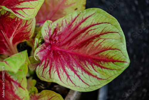 Background texture on leaves  close up shot on the beautiful Caladium bicolor colorful leaf in the garden.