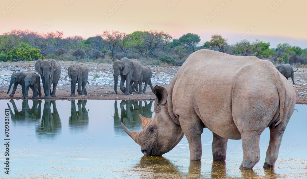 Obraz premium Rhino drinking water from a small lake - Group of elephant family drinking water in lake at amazing sunset - Etosha National Park, Namibia, Africa 