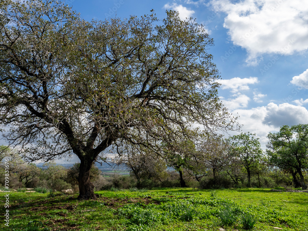 tree in bloom, Oak forest near Alonim, Israel tree in bloom, Oak forest near Alonim, Israel