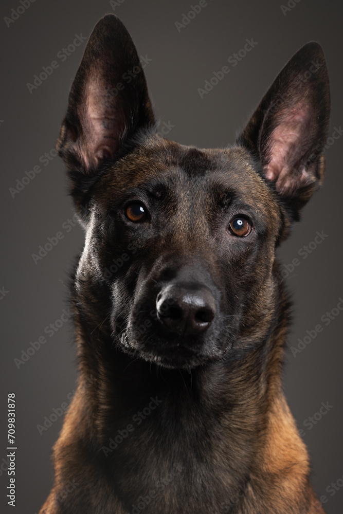 portrait of a Belgian Malinois dog on a gray background