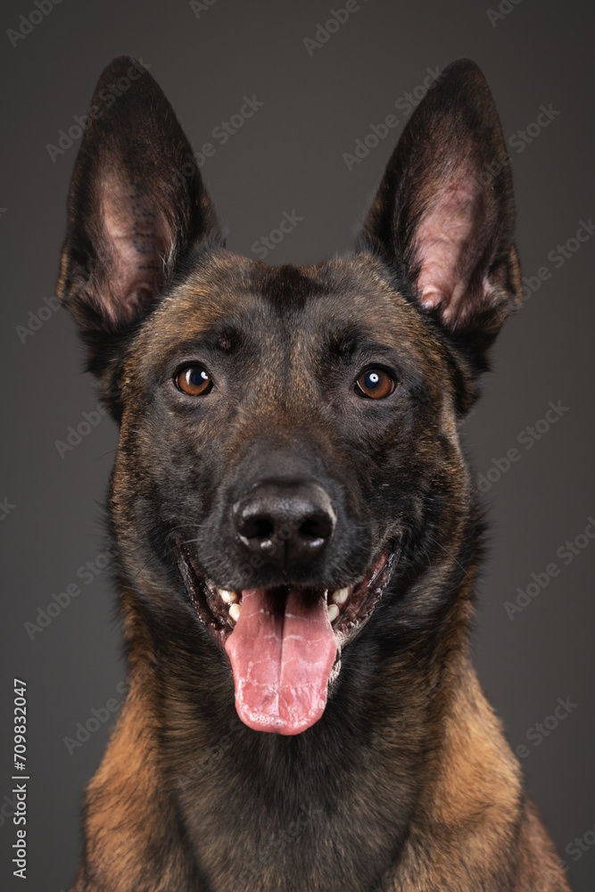 portrait of a Belgian Malinois dog on a gray background portrait of a Belgian Malinois dog on a gray background