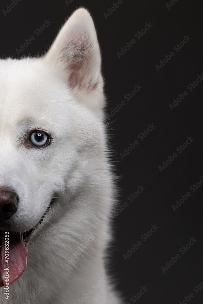 portrait of a white husky dog ​​on a gray background

