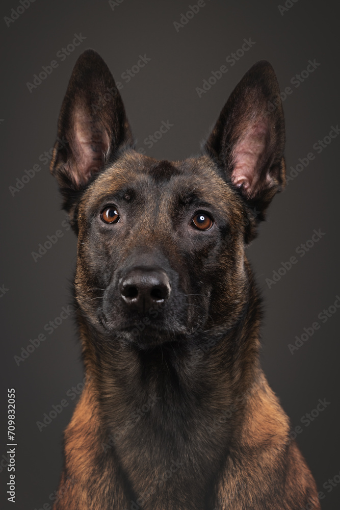 portrait of a Belgian Malinois dog on a gray background