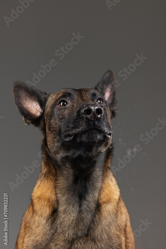 portrait of a Belgian Malinois dog on a gray background