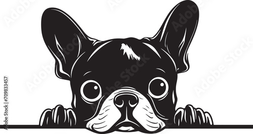 Peeking French bulldog face, Dog head, isolated on a white background, Vector, Illustration