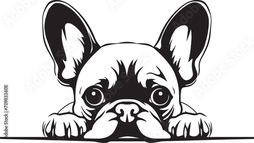 Peeking French bulldog face, Dog head, isolated on a white background, Vector, Illustration photo