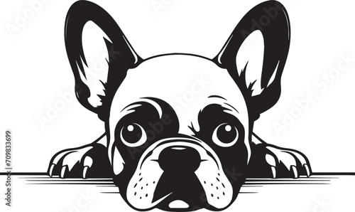 Peeking French bulldog face, Dog head, isolated on a white background, Vector, Illustration