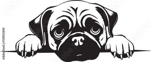 Peeking Pug face, Dog head, isolated on a white background, Vector, Illustration