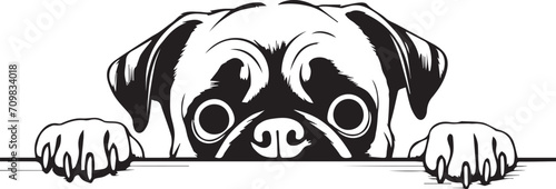 Peeking Pug face, Dog head, isolated on a white background, Vector, Illustration