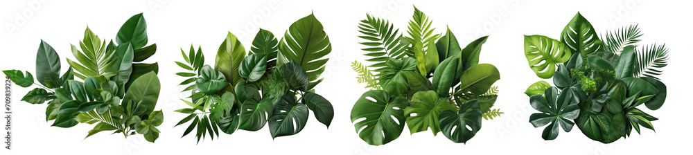 Collection of green leaves of tropical plants bush (Monstera, palm, rubber plant, pine, bird's nest fern). PNG, cutout, or clipping path.	
 - obrazy, fototapety, plakaty 