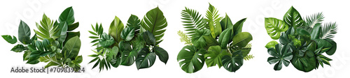 Collection of green leaves of tropical plants bush (Monstera, palm, rubber plant, pine, bird's nest fern). PNG, cutout, or clipping path.	
 photo