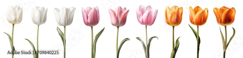 Collection set of white cream pink orange stalk of tulip tulips flower floral with leaves on transparent background cutout, PNG file. Mockup template artwork graphic design photo
