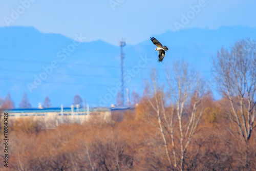 ホバリングする美しいミサゴ（タカ目）。

日本国栃木県栃木市、渡良瀬遊水地にて。
ラムサール条約登録地。
2024年1月7日撮影。

A beautiful osprey (Pandion haliaetus, family comprising hawk) in flight.

At WATARASE Retarding Basin, Tochigi, Japan,
Ramsar Conven