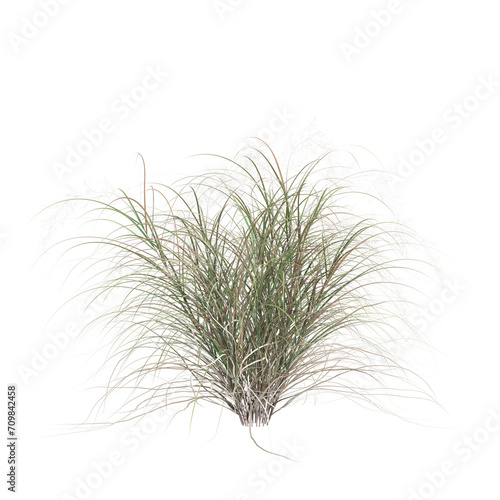 3d illustration of anemanthele lessoniana bush isolated on transparent background