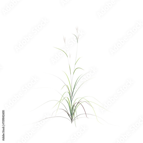 3d illustration of andropogon gerardii bush isolated on transparent background photo