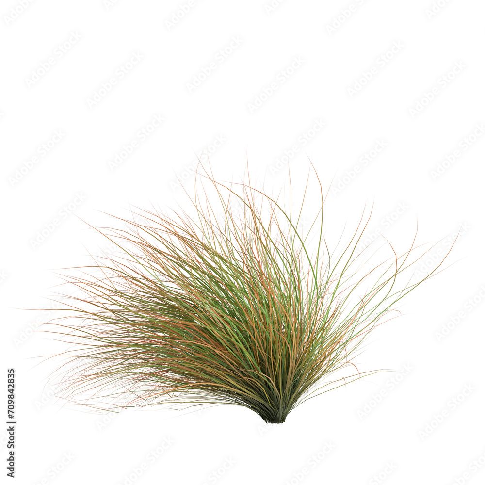 3d illustration of Carex testacea bush isolated on transparent background
