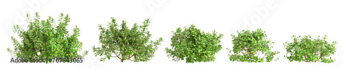 3d illustration of set Coprosma repens bush isolated on transparent background photo