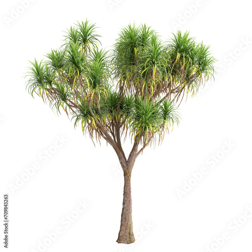 3d illustration of Cordyline australis tree isolated on transparent background © TrngPhp