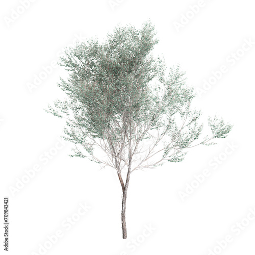 3d illustration of Eucalyptus polyanthemos tree isolated on transparent background