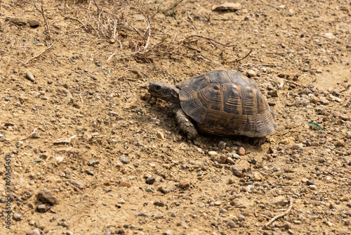 Closeup of tortoise on dry land in Georgia