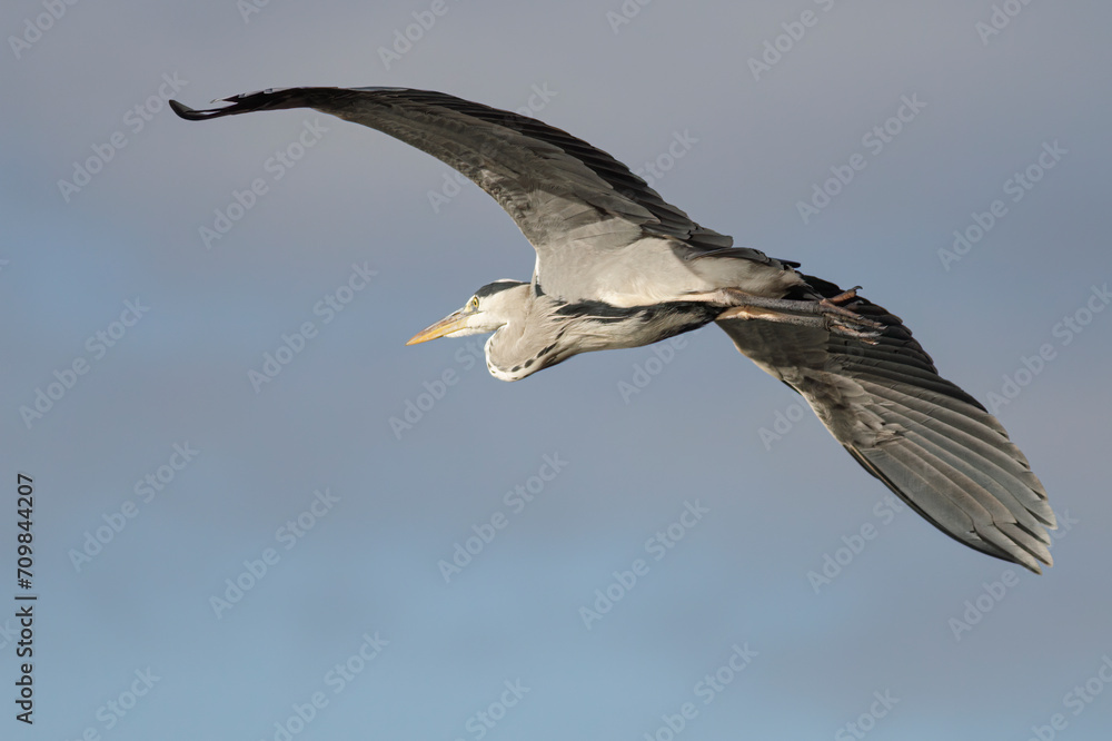 Heron in flight closeup