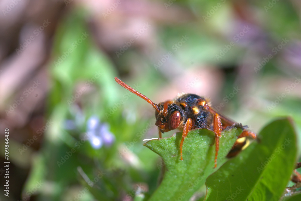 a red and brown beetle on a green leaf a red and brown beetle on a green leaf