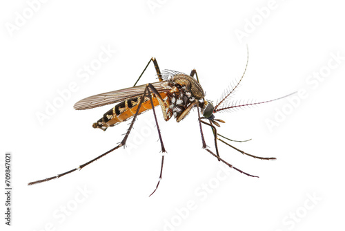 Close up of Mosquito Insect isolated on transparent png background, entomology collection, anatomy of insect concept.