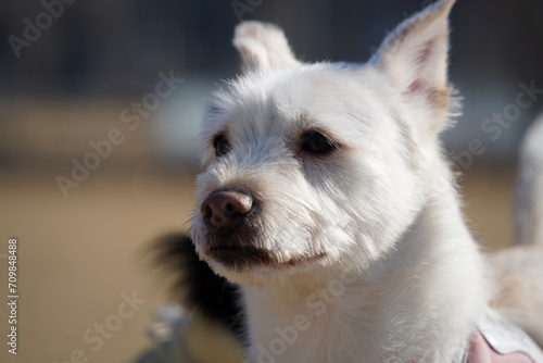 Close-up of face of mixed breed dog with white fur