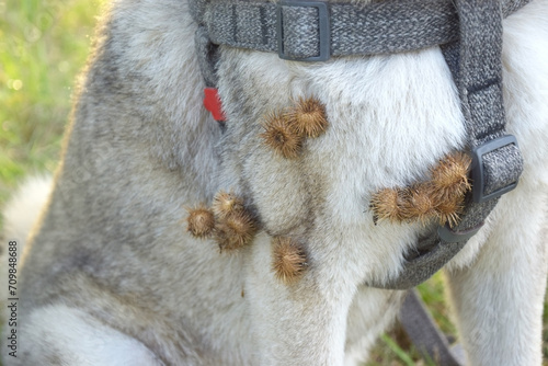 A thistle or burdock hangs from the dog's hair.