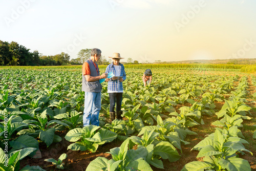 new generation farmer holds digital tablet,talking to mature man researcher that holds a document,standing in cultivation of tobacco,a worker working in farm,research and innovation,modern agriculture photo