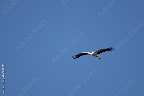                                                                                                                                                                       2024   1   7              Beautiful and big Oriental White Stork  Ciconia boyciana  family comprising storks  in flight.  At WATARASE Retarding Basin  Toc
