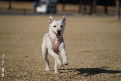 A white dog taking a walk with a smiling expression