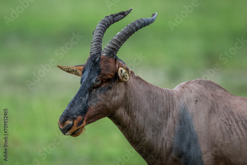 antelopes in natural conditions in a national park in Kenya