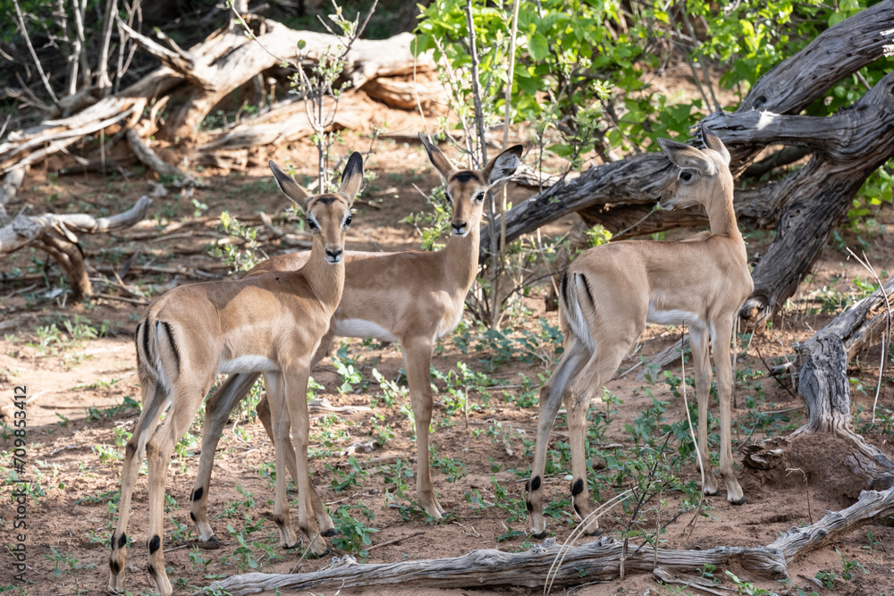 antelopes in natural conditions in a national park in Kenya