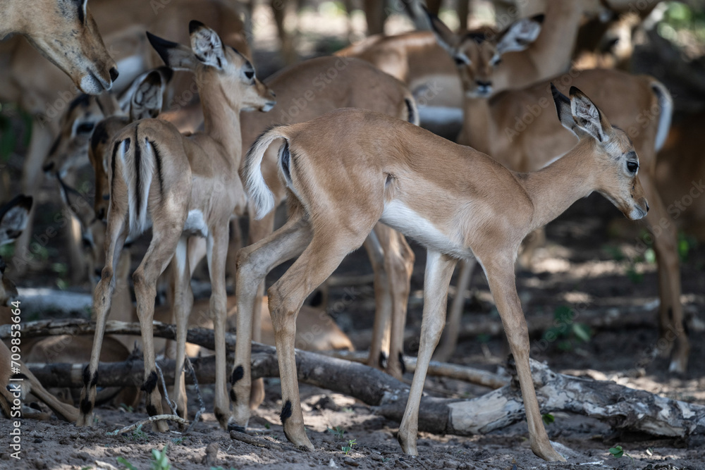 antelopes in natural conditions in a national park in Kenya antelopes in natural conditions in a national park in Kenya
