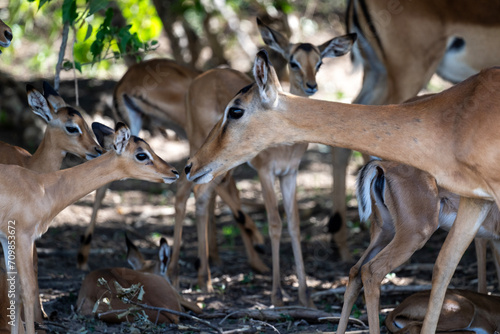 Fototapeta Naklejka Na Ścianę i Meble -  antelopes in natural conditions in a national park in Kenya