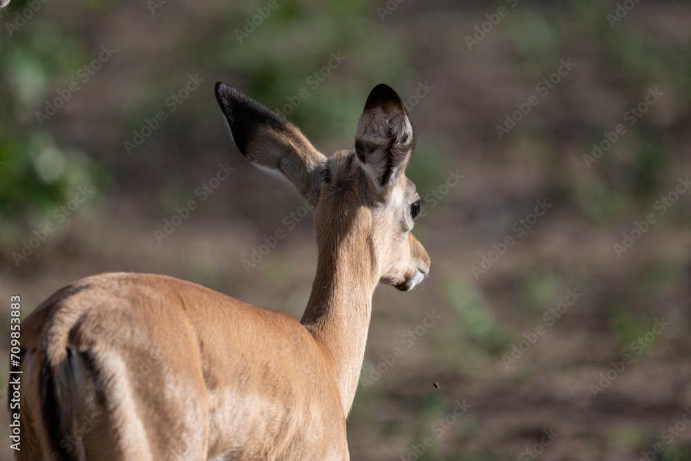antelopes in natural conditions in a national park in Kenya