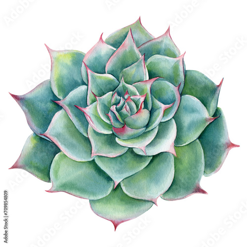 Succulent green flower, echeveria watercolor botanical painting. Floral hand draw Illustrations isolated  background photo