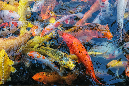 Koi fish are an extremely popular and colorful form of the fish species Amur carp (Cyprinus rubrofuscus).  photo