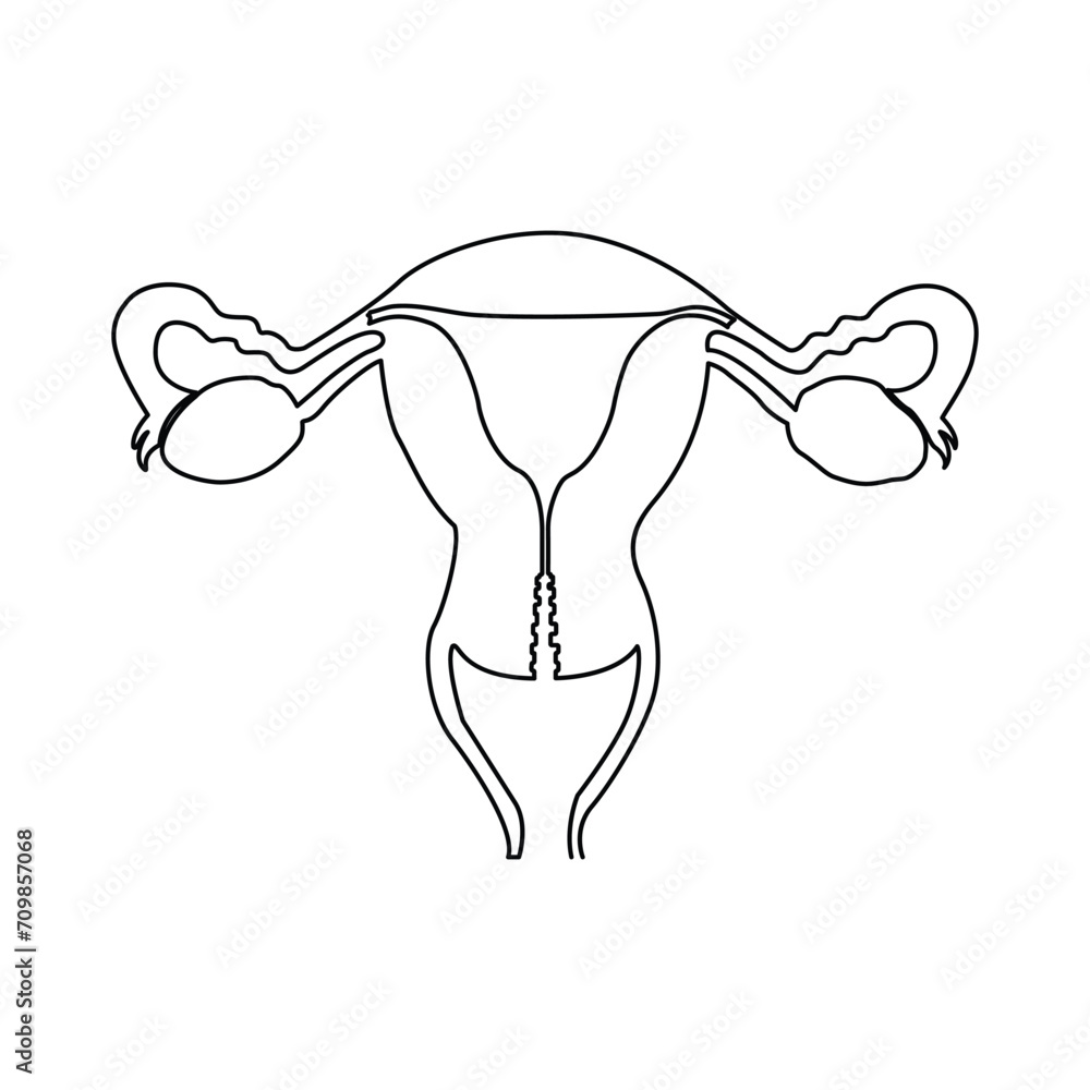 Continuous single one line drawing Uterus and ovaries, organs of female reproductive system and women's day conpect vector art illustration Continuous single one line drawing Uterus and ovaries, organs of female reproductive system and women's day conpect vector art illustration