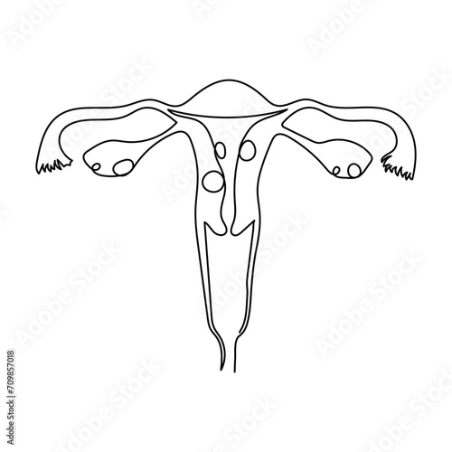 Continuous single one line drawing Uterus and ovaries, organs of female reproductive system and women's day conpect  vector art illustration
