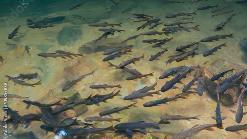 Antimony fish in the water fall. Chanthaburi Thailand. Overhead view and shade. Many fish swimming on surface of the water with clear.