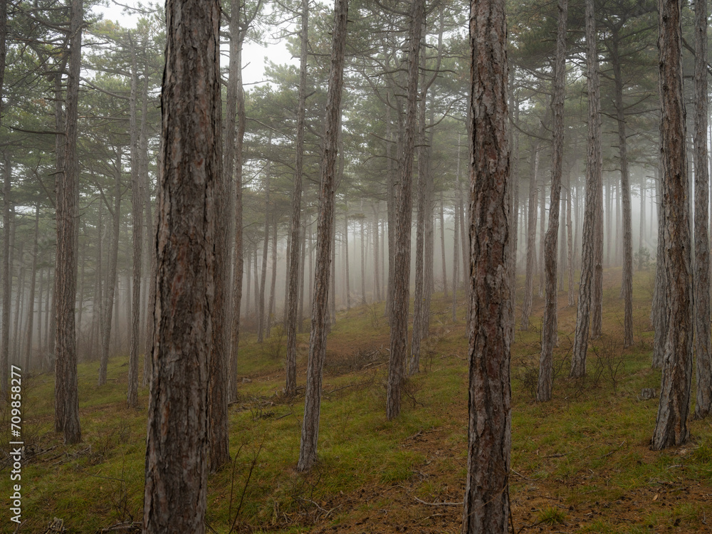 Fototapeta premium misty autumn forest in the morning 