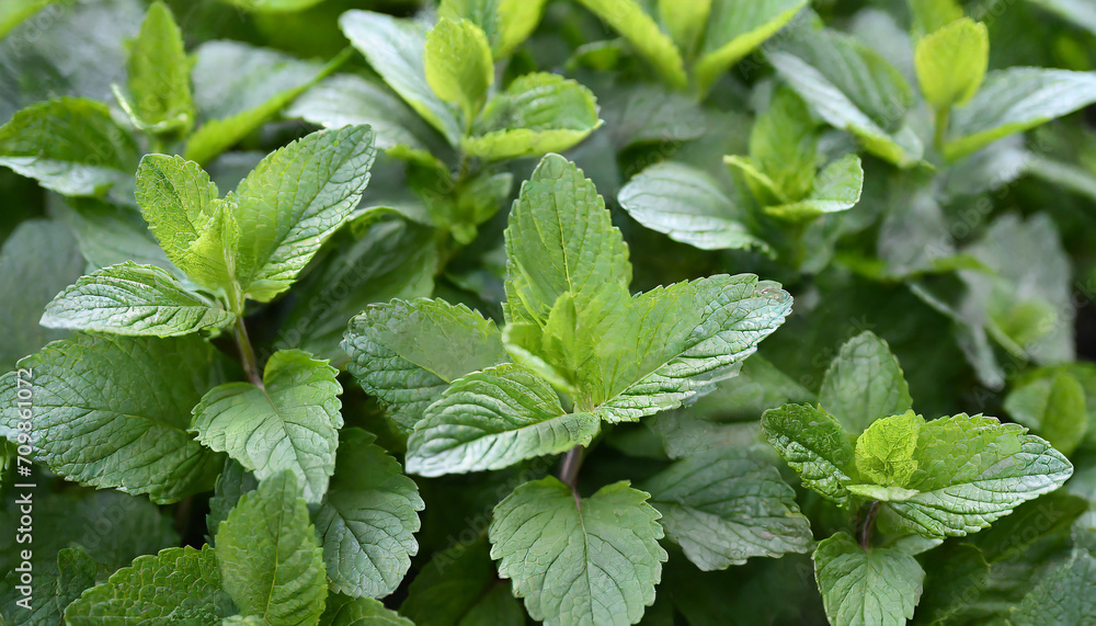 floral background with bright green leaves of mint_ horizontal view floral background with bright green leaves of mint_ horizontal view