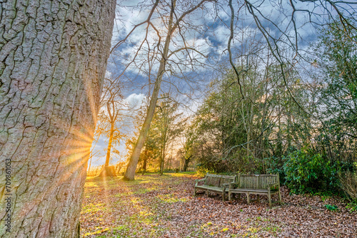 Beautiful Sunset across trees in Upton Park